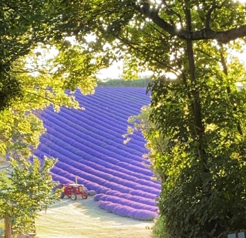 Image 1 from Lordington Lavender