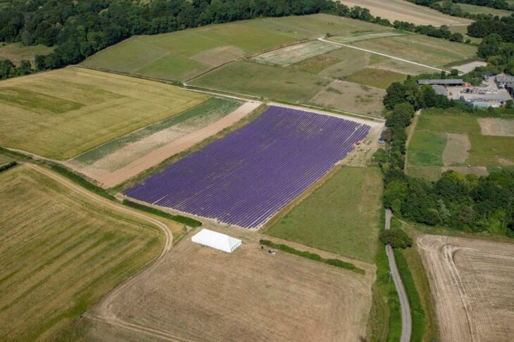 Image 3 from Lordington Lavender