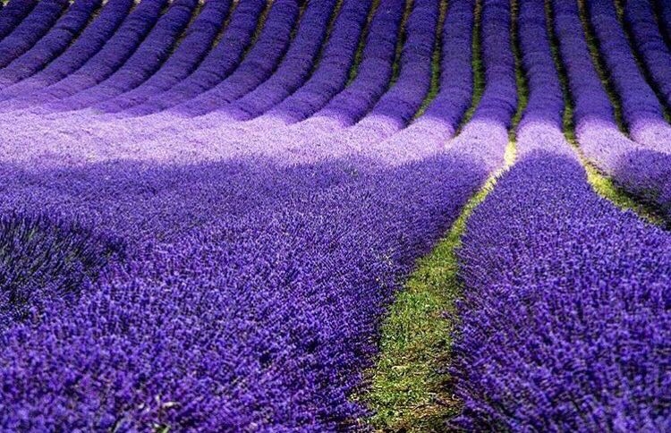 Image 2 from Lordington Lavender
