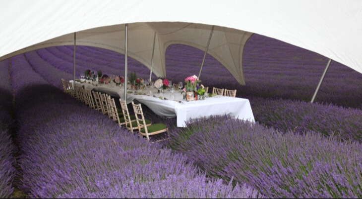 Image 14 from Lordington Lavender