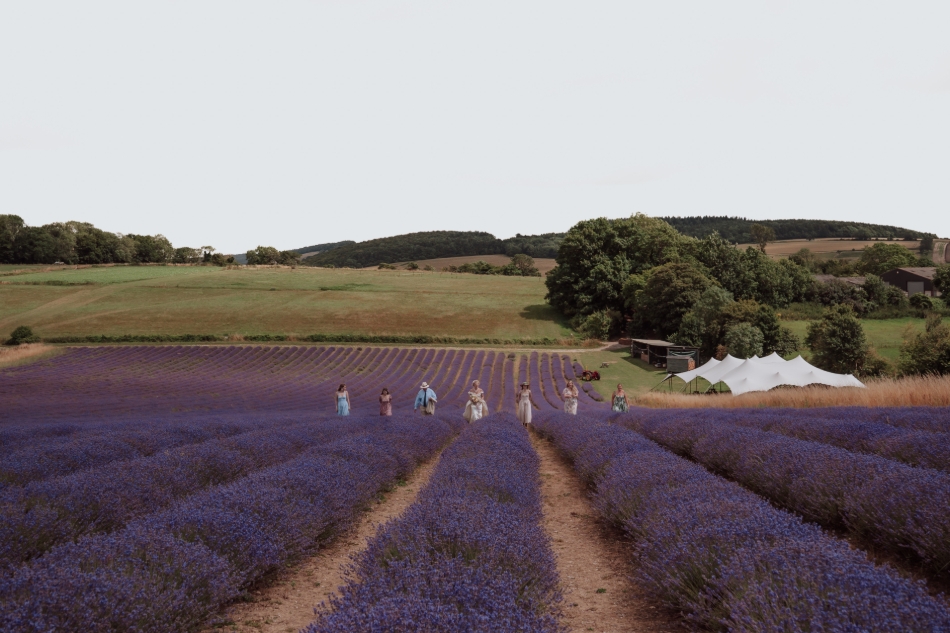 Image 17 from Lordington Lavender