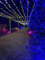 Thumbnail image 14 from Illumination Events