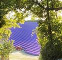 Thumbnail image 1 from Lordington Lavender