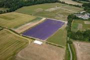 Thumbnail image 3 from Lordington Lavender