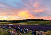 Thumbnail image 4 from Lordington Lavender