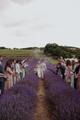 Thumbnail image 7 from Lordington Lavender