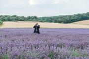 Thumbnail image 15 from Lordington Lavender