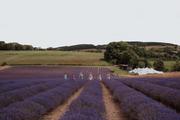 Thumbnail image 17 from Lordington Lavender