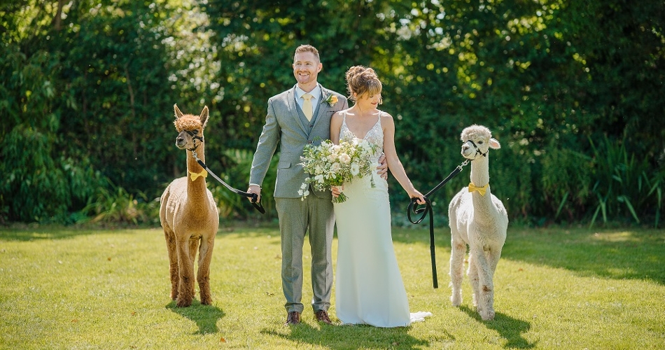 Image 1: Lakemoor Alpacas of Dartmoor