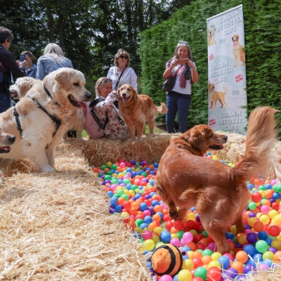 POP + BARK RETURNS TO DOWN HALL
