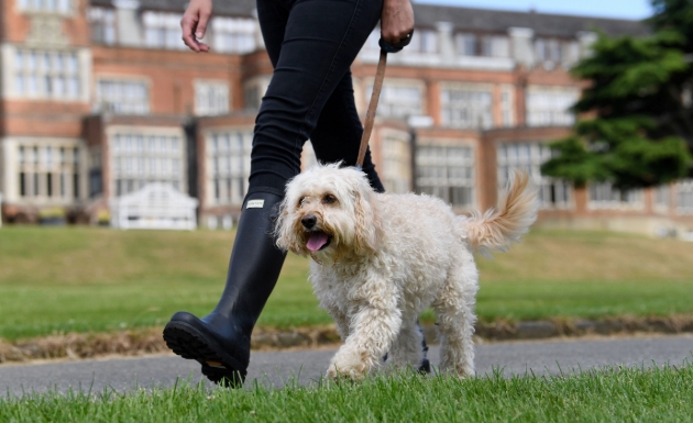 Dog-friendly escapes with De Vere: Image 2