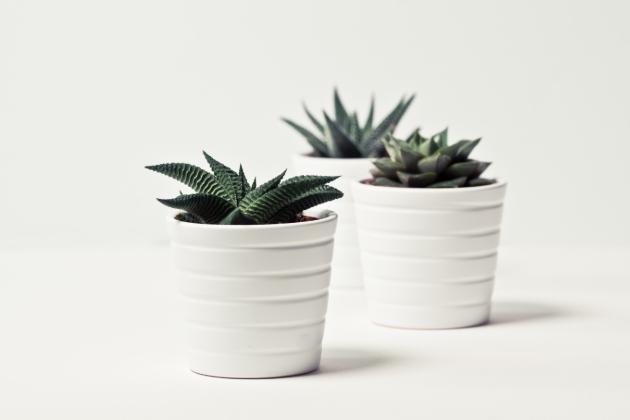 Succulents in plant pots