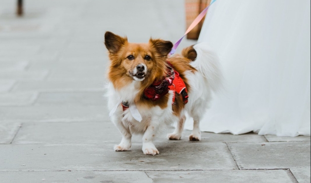 Involving pets in your wedding day: Image 3