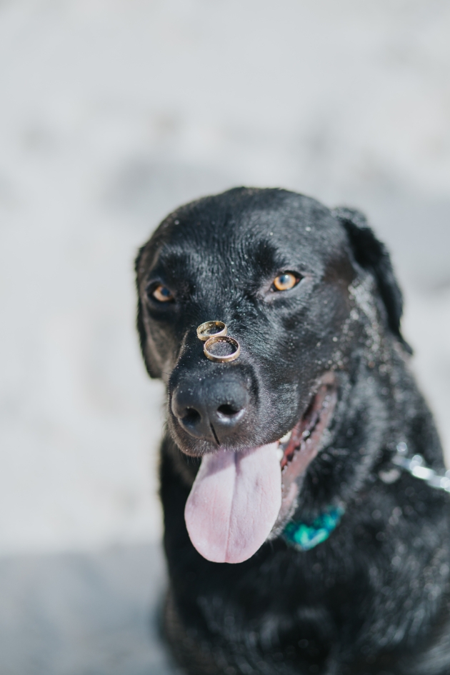 Involving pets in your wedding day: Image 5