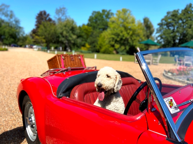 Hand Picked Hotels welcome paws through the doors: Image 1