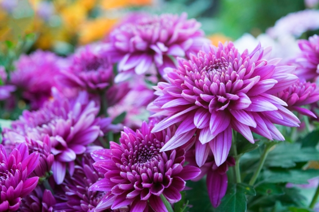 purple chrysanthenmums