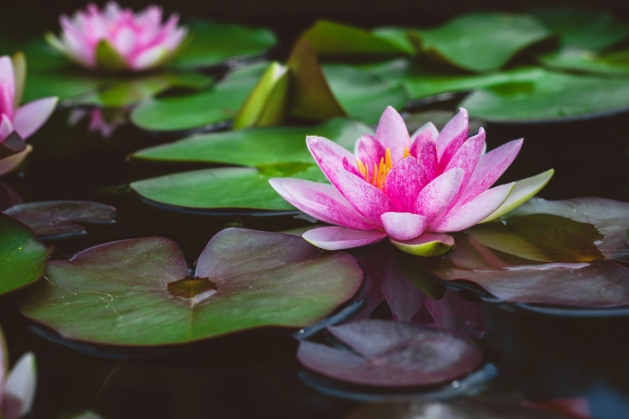 water lily pink in pond