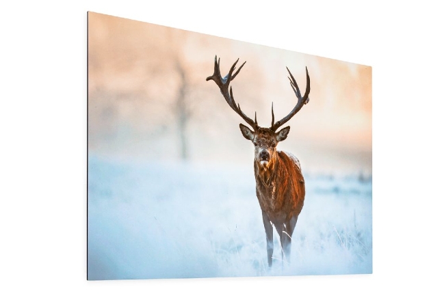 artwork of a stag on a picture 