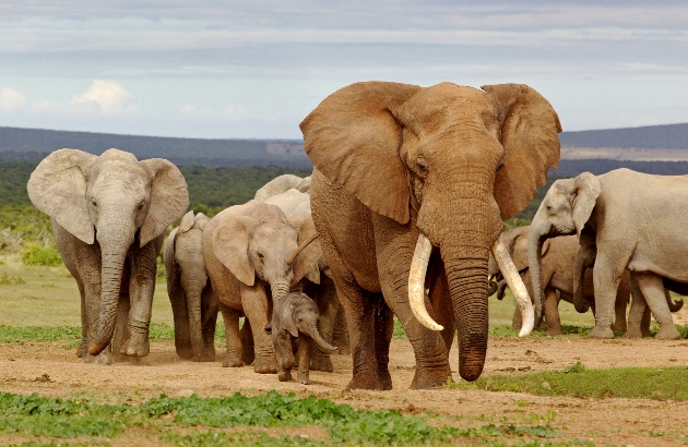 elephants in wild group in africa