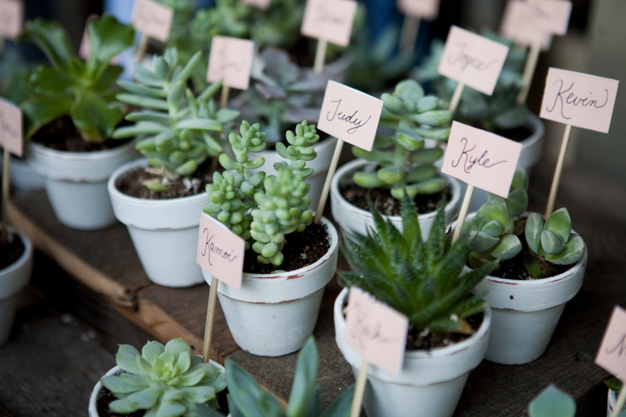 cacti in small pots as wedding favours name on card sticking out top