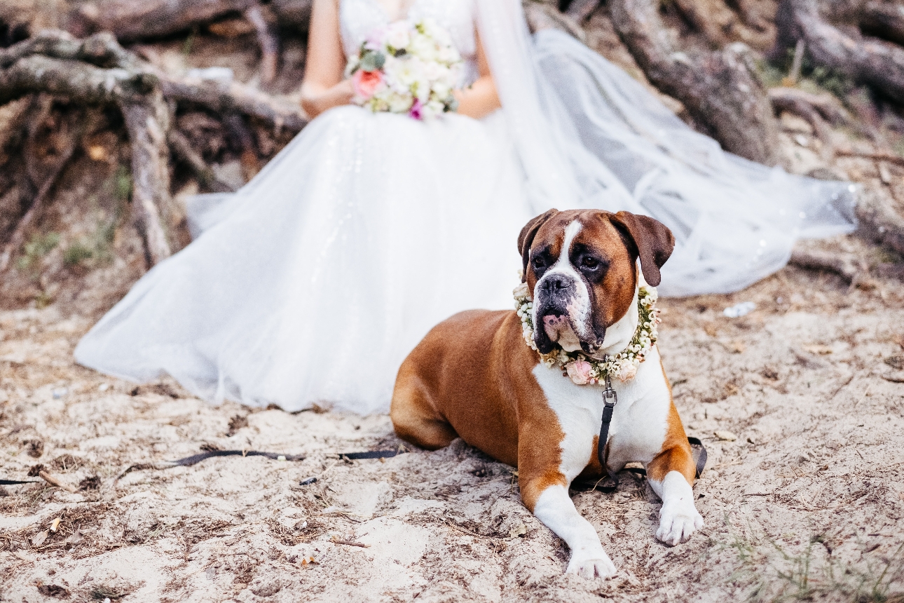 boxer dog laying on floor next to bride