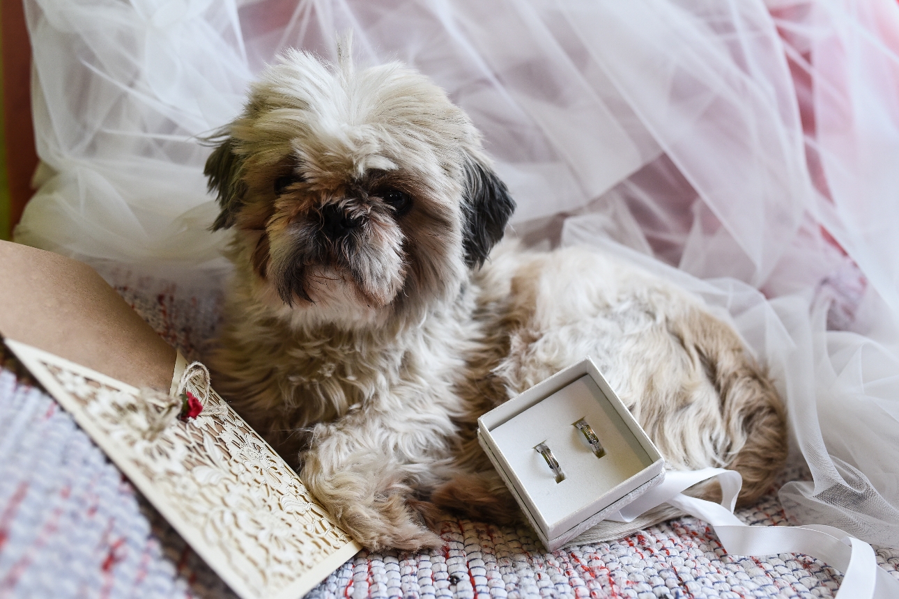 puppy laying down with two wedding rings and a note