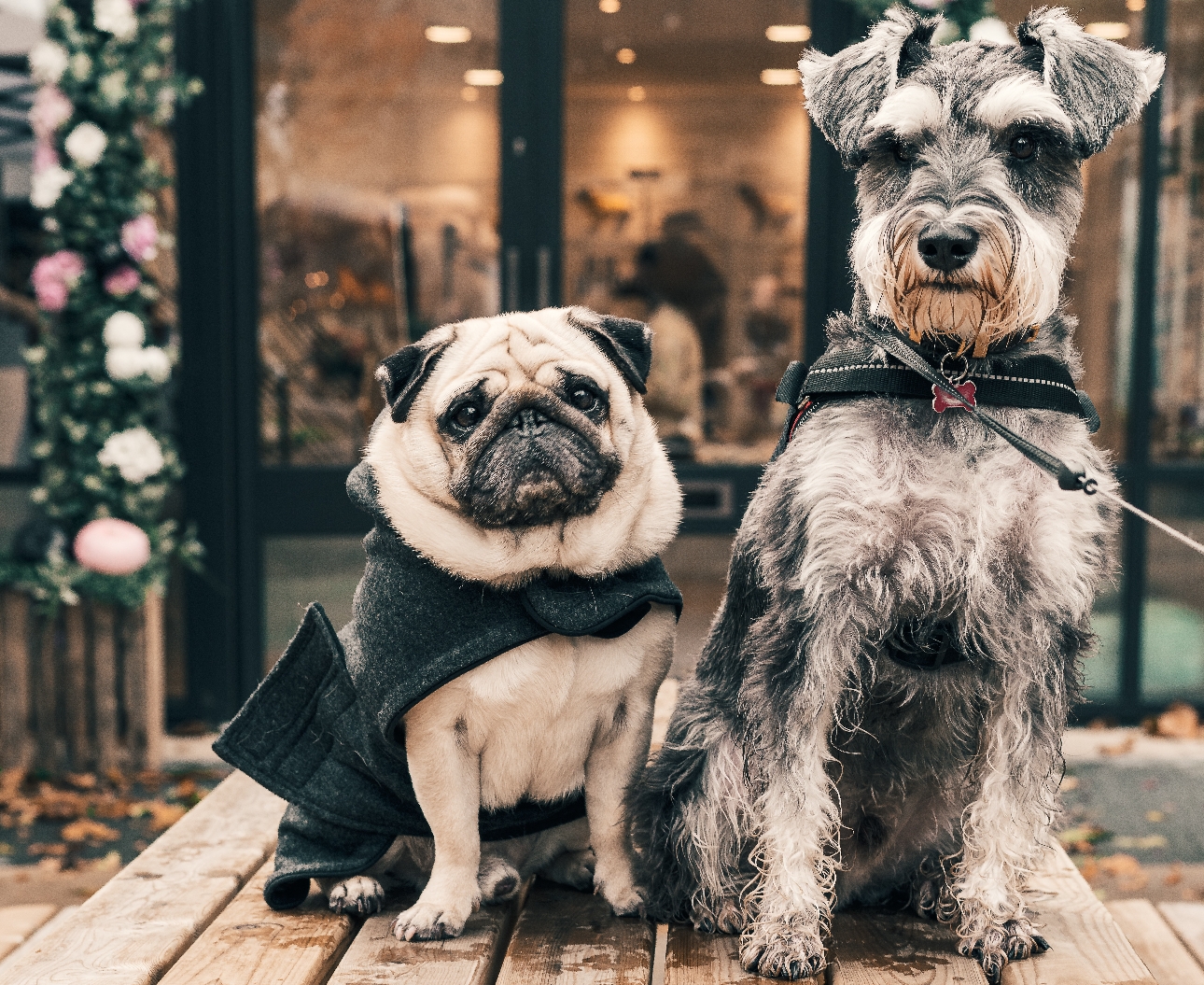 pug and scrappy dog on table at wedding 