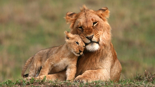 lioness and her cub