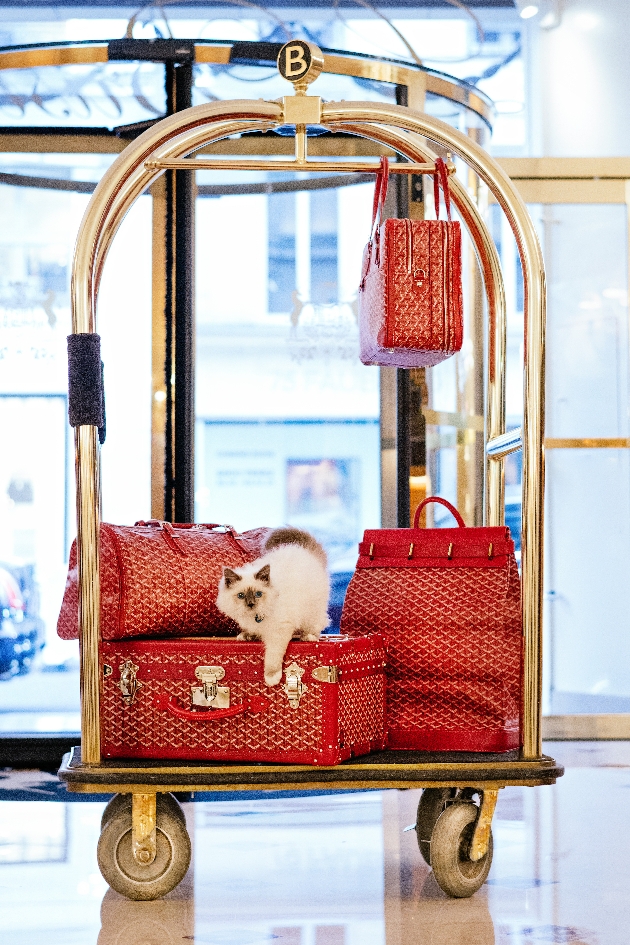 red luggage on gold trolley in hotel entrance with ragdoll cat on it 