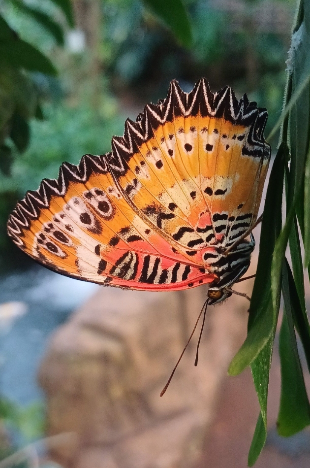 Warwickshire’s largest butterfly farm