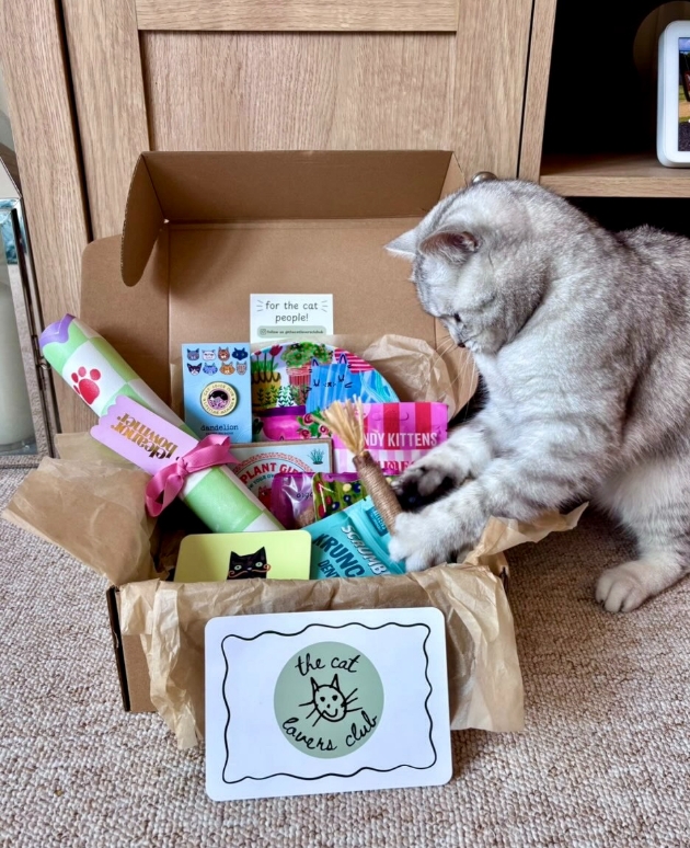 cat playing with gift box