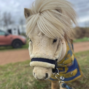 Pony Party Experiences