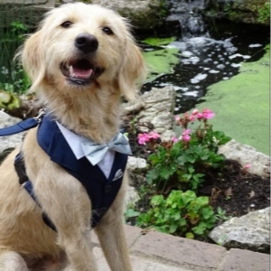 Furrytail Weddings