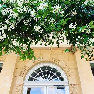 Whitestem