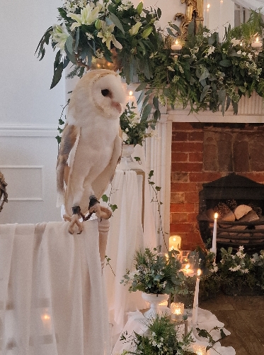 Image 1 from CSR Falconry