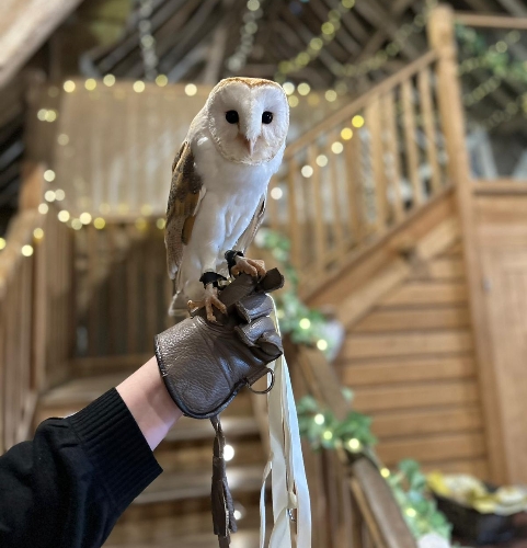 Image 2 from CSR Falconry