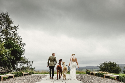 Image 2 from Wreay Syke Alpacas