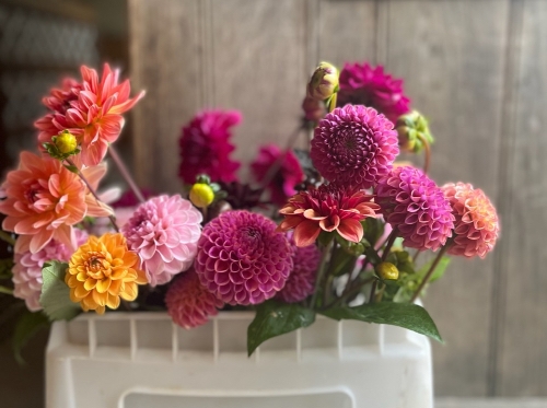 Yalham Hayes Flower Farm