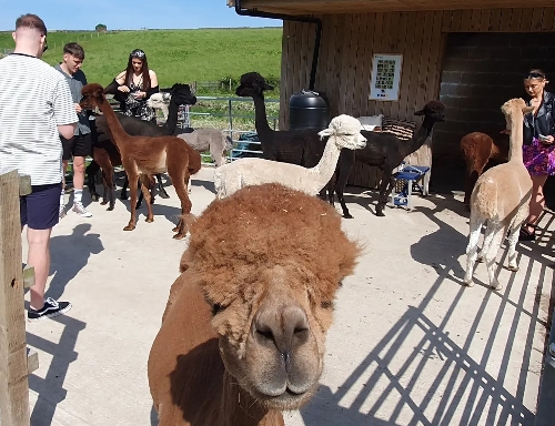 Image 1 from Wreay Syke Alpacas