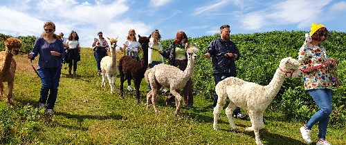 Image 2 from Wreay Syke Alpacas