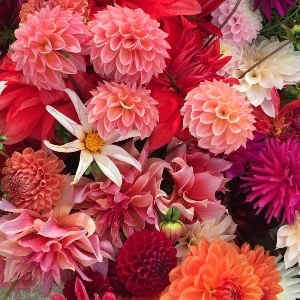 Image 1 from Cumberland Flower Farm