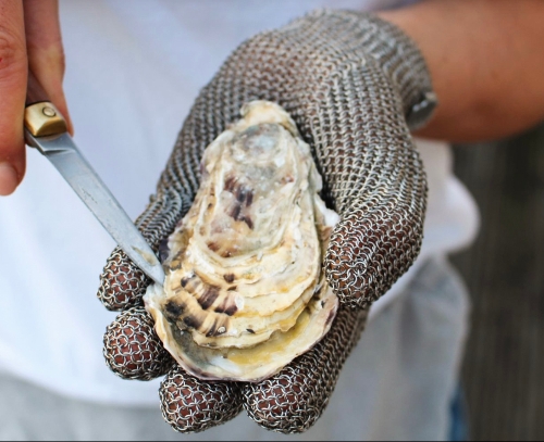 The Oyster Society