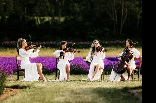 Image 1 from Insanity Strings