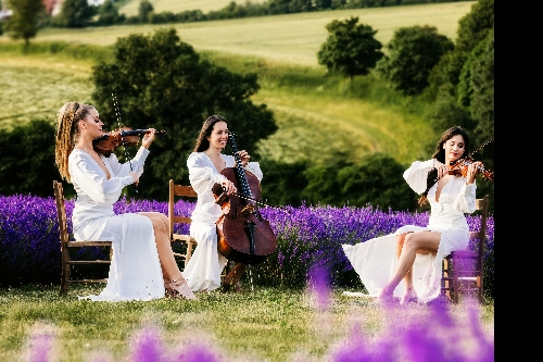 Image 2 from Insanity Strings