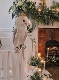 Thumbnail image 1 from CSR Falconry