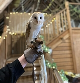 Thumbnail image 2 from CSR Falconry