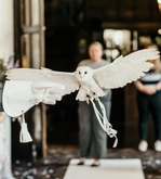 Thumbnail image 3 from CSR Falconry