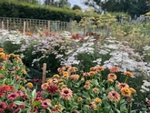 Thumbnail image 2 from Yalham Hayes Flower Farm