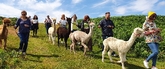 Thumbnail image 2 from Wreay Syke Alpacas