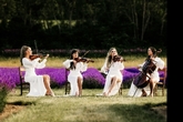 Thumbnail image 1 from Insanity Strings